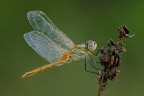 Sympetrum fonscolombii Sympetrum fonscolombii