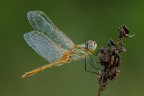 Credo si tratti di Sympetrum fonscolombii...., scatto eseguito a settembre 2013, alle ore 7.06 circa...ai dati exif, riportati sulla banda grigia sopra,  aggiungo l'uso del flash posizionato a terra verso l'alto/sx...con diffusore... Sono graditi i vostri punti di vista
http://imageshack.com/a/img854/9350/f6ax.jpg