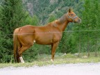 cavallo perplesso !!!!!!! cavallo perplesso !!!!!!!