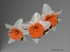 Narcisi
