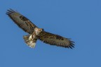 Poiana (Buteo buteo) Poiana (Buteo buteo)