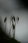 *** Fenicotteri ***