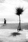L'albero e la spiaggiante L'albero e la spiaggiante