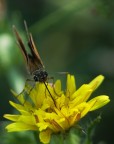 Prva di macro_3 Prva di macro_3