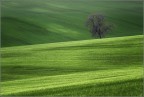 Green Green