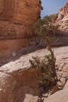Albero a Petra Albero a Petra