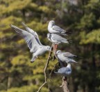 fatemi spazio fatemi spazio