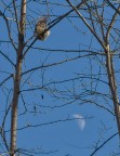 squirrel and moon