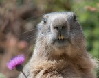 marmotta marmotta