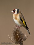 Cardillo (Carduelis carduelis) Cardillo (Carduelis carduelis)