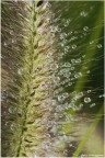 Drops Drops