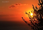 Tra il tramonto e l'ulivo Tra il tramonto e l'ulivo
