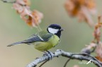 Cinciallegra _ Parus major Cinciallegra _ Parus major