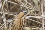 sony a77; minolta 400mm; f6.3;iso 320; 1.160sec, mano libera :)
ecco uno scatto di un tarabuso molto confidente
versione hd http://imageshack.com/a/img842/1025/j5vh.jpg