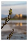 Padule di Bientina (Pisa), 12/2/2014 ore 8:33:15.
f/7.1, 1/640, ISO 400, foc. 105 mm (equiv. 170 mm su full frame). Punto di scatto approssimativo (ricostruito su Google Earth; non avevo attivato il geo-tagger satellitare) 4346'19'' N, 1038'21'' E.