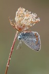 Uno tra gli ultimi scatti della scorsa stagione...anche questo soggetto ricoperto di rugiada...la adoro, ma il dettaglio ne risente...ed inoltre, inesperienza, regala tante zone bruciate...: illuminazione migliorabile

http://s25.postimg.org/70hnkz0sf/Polyommato_Icarus_2048p_rev2_5627.jpg