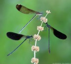 Calopteryx haemorrhoidalis Calopteryx haemorrhoidalis