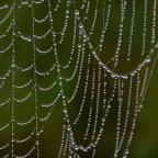 rete di perle rete di perle