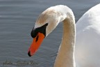 Cigno reale