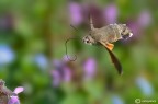 Il primo Macroglossum dell'anno Il primo Macroglossum dell'anno