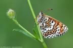 Melitaea cinxia (Linnaeus, 1758) Melitaea cinxia (Linnaeus, 1758)