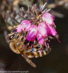 primavera in arrivo primavera in arrivo