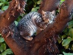 Gattino salito sull'albero nel giardino condominiale