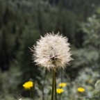 Soffione