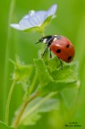 Prima coccinella in questo inizio di marzo.
versione HD 2200px:
http://www.xtremeshack.com/image/214985.html

Critiche e commenti sempre graditi.