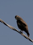 Buteo Buteo (la poiana) Buteo Buteo (la poiana)