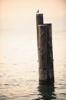 lago