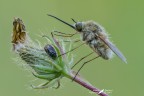 Bombylius Sp. Bombylius Sp.