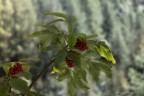 Verde / Rosso Verde / Rosso