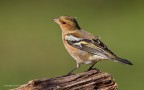 Fringuello (Fringilla coelebs) Fringuello (Fringilla coelebs)