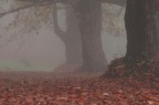Quieti Giganti Quieti Giganti