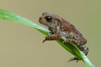 Anura Bufonidae Bufo bufo: uno dei rospi pi grossi d'Europa....da adulto per: questo misura da testa a coda circa 20mm.
Scatto eseguito in controluce, per cogliere la traslucenza dello stelo d'erba, il riflesso nell'occhio rivela l'uso del flash.
Sotto il gozzo , e sulla parte sopra la zona bianca della pancia, si nota il mosso creato dalla respirazione.
http://postimg.org/image/l2qrl0ce3/full/