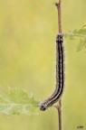 malacosoma neustria (linnaeus-1758) malacosoma neustria (linnaeus-1758)