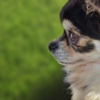 testa di chihuahua testa di chihuahua