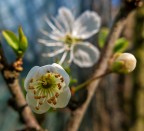 La via di mezzo La via di mezzo