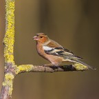 Fringuello Fringuello