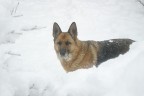 Ilka nella neve: la foto non  niente di speciale... ma il cane si! Praticamente  una modella a 4 zampe.