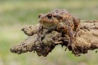 Primo piano di Bufo Bufo... Primo piano di Bufo Bufo...