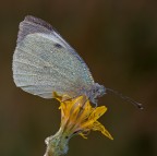 ... sposa fortunata ... sposa fortunata