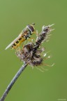 Syirphidae - Eupeodes corollae Syirphidae - Eupeodes corollae