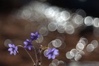 Trio-Flower Trio-Flower