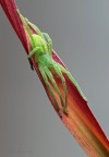 (Micrommata virescens) (Micrommata virescens)