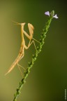 Mantis religiosa Mantis religiosa