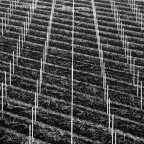 Vigneti in Lessinia Vigneti in Lessinia