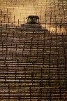 Trattore tra i vigneti Trattore tra i vigneti