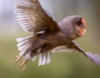 Volo Volo